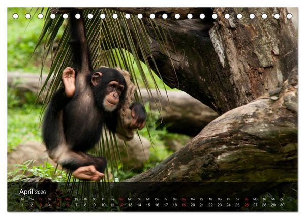 Produktbild: Menschenaffen. Gorillas, Schimpansen, Orang-Utans (Tischkalender 2026 DIN A5 quer), CALVENDO Monatskalender