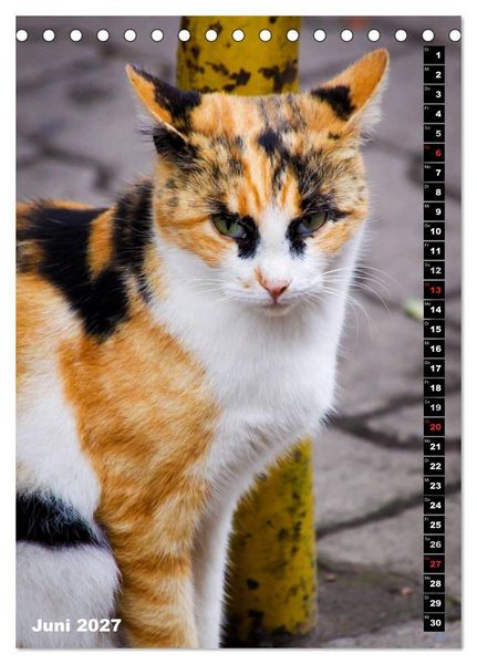 Produktbild: Istanbuls Katzen (Tischkalender 2027 DIN A5 hoch), CALVENDO Monatskalender
