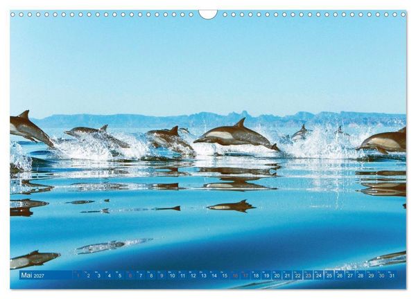 Produktbild: Delfine: Elegante Wellenreiter (Wandkalender 2027 DIN A3 quer), CALVENDO Monatskalender