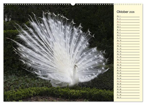 Produktbild: Pfaue. Pr&auml;chtig und schillernd (Wandkalender 2026 DIN A2 quer), CALVENDO Monatskalender