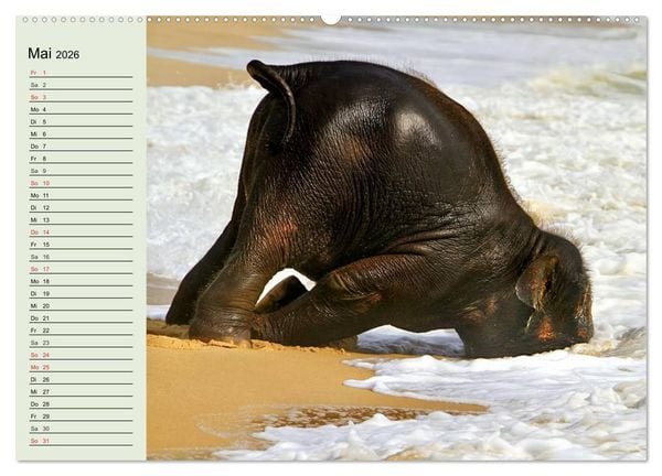 Produktbild: Elefanten. Badespa&szlig; am Strand (Wandkalender 2026 DIN A2 quer), CALVENDO Monatskalender