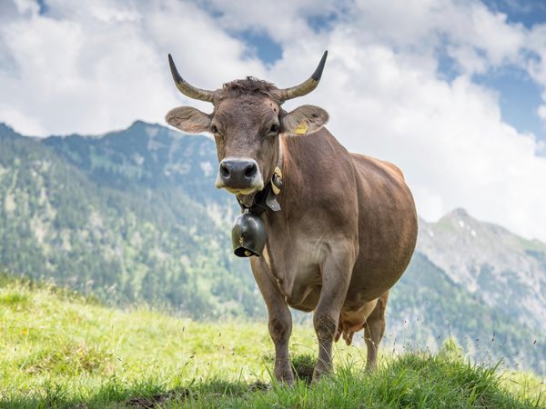 Produktbild: CALVENDO Puzzle Original Braunvieh | 1000 Teile Lege-Gr&ouml;&szlig;e 64x48cm Foto-Puzzle f&uuml;r gl&uuml;ckliche Stunden