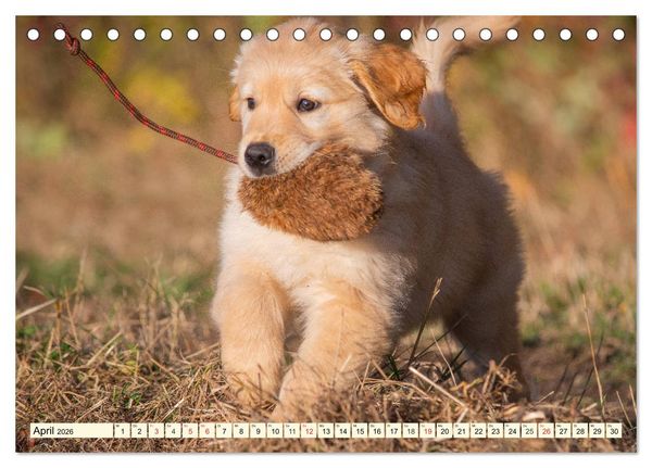 Produktbild: Golden Retriever - Freunde auf 4 Pfoten (Tischkalender 2026 DIN A5 quer), CALVENDO Monatskalender