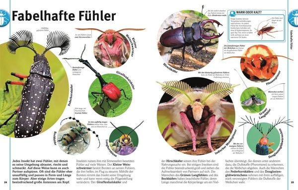 Produktbild: Unsere Welt in 1000 Bildern. Insekten