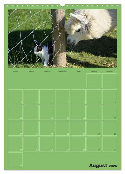 Produktbild: Alpakas zum Verlieben (hochwertiger Premium Wandkalender 2026 DIN A2 hoch), Kunstdruck in Hochglanz