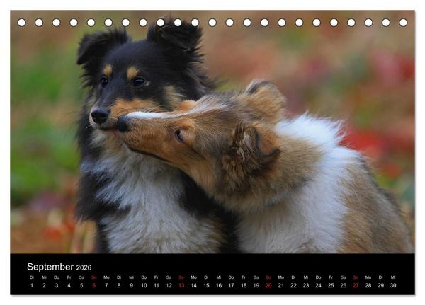 Produktbild: Shelties 2026 (Tischkalender 2026 DIN A5 quer), CALVENDO Monatskalender