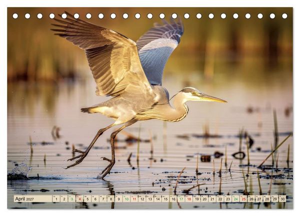 Produktbild: Silberreiher - pure Eleganz (Tischkalender 2027 DIN A5 quer), CALVENDO Monatskalender