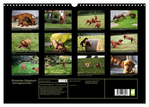 Produktbild: Rhodesian Ridgeback - Schnappsch&uuml;sse - (Wandkalender 2026 DIN A3 quer), CALVENDO Monatskalender