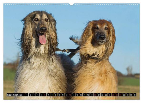 Produktbild: Kinder des Windes - Afghanischer Windhund (Wandkalender 2026 DIN A2 quer), CALVENDO Monatskalender