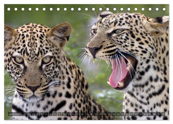 Produktbild: Namibia - Die Tierwelt (Tischkalender 2026 DIN A5 quer), CALVENDO Monatskalender