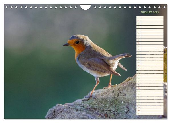 Produktbild: Gefiederte Sch&ouml;nheiten - Das Rotkehlchen / Planer (Wandkalender 2026 DIN A4 quer), CALVENDO Monatskalender