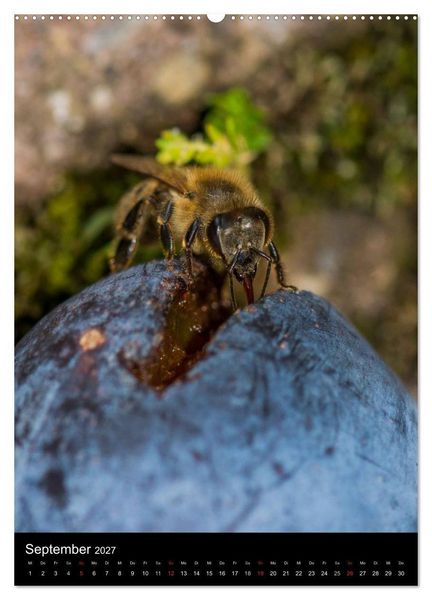 Produktbild: Bienenkalender (Wandkalender 2027 DIN A2 hoch), CALVENDO Monatskalender