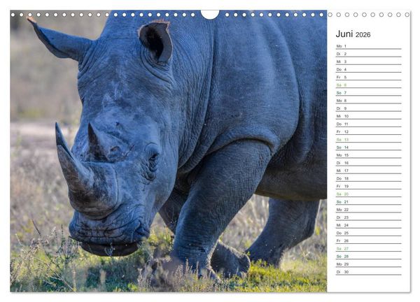 Produktbild: Nash&ouml;rner - Sanfte Riesen (Wandkalender 2026 DIN A3 quer), CALVENDO Monatskalender