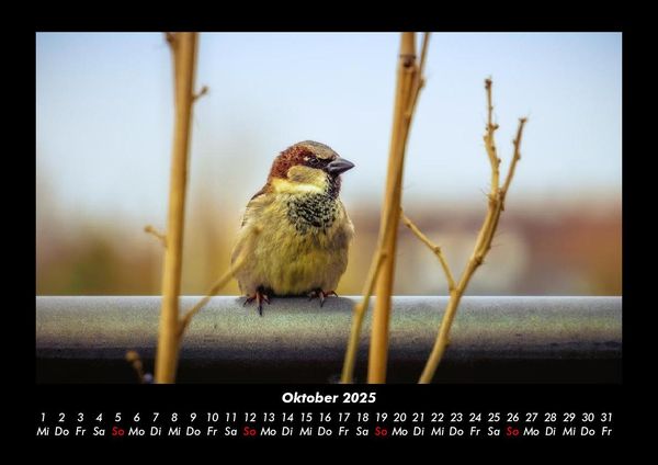 Produktbild: Vogelparadies 2025 Fotokalender DIN A3