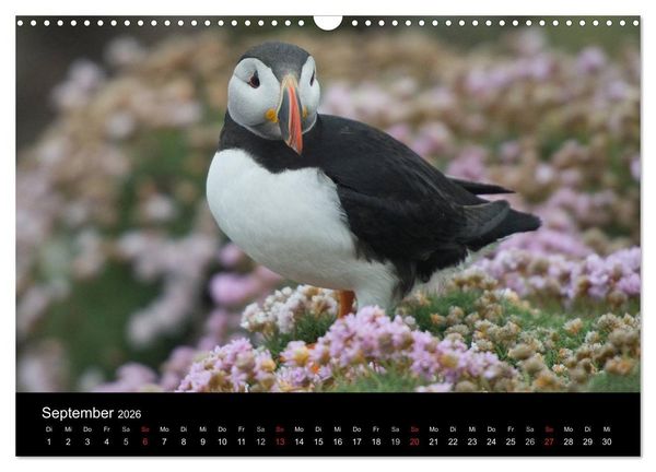 Produktbild: Papageientaucher 2026 (Wandkalender 2026 DIN A3 quer), CALVENDO Monatskalender