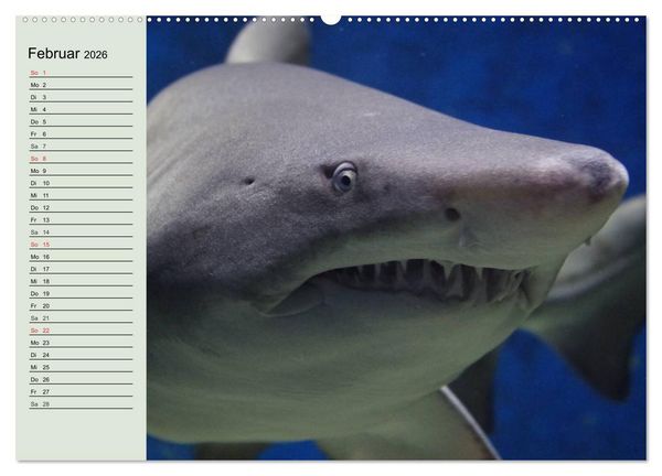 Produktbild: Leben in den Weltmeeren. Delfine, Wale und Haie (Wandkalender 2026 DIN A2 quer), CALVENDO Monatskalender