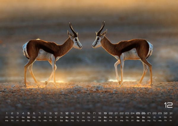 Produktbild: Afrikas Tierwelt - Der Tierkalender - 2027 - Kalender DIN A2