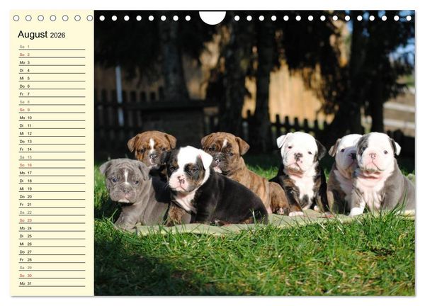 Produktbild: Bulldoggen-Moppelchen (Wandkalender 2026 DIN A4 quer), CALVENDO Monatskalender