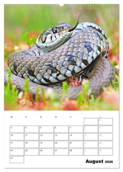 Produktbild: Wilde Tiere: Zuhause in Wald und Flur (hochwertiger Premium Wandkalender 2026 DIN A2 hoch), Kunstdruck in Hochglanz
