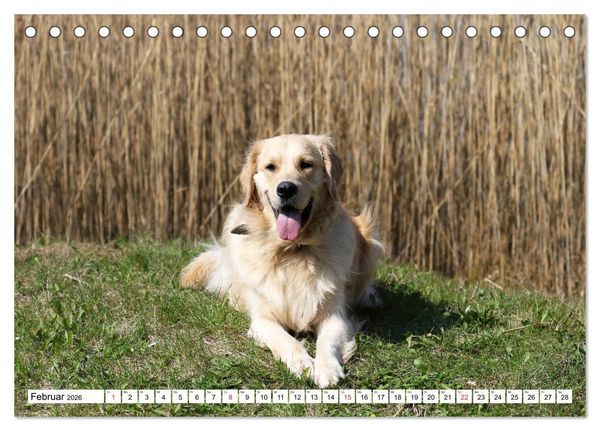 Produktbild: Golden Retriever ein treuer Begleiter (Tischkalender 2026 DIN A5 quer), CALVENDO Monatskalender