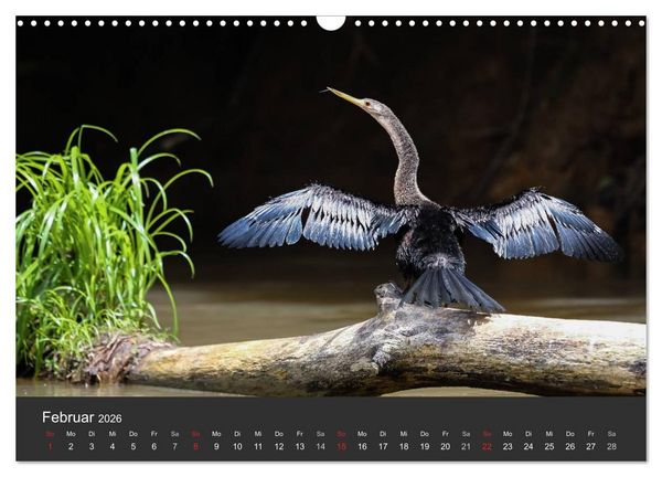 Produktbild: Costa Rica 2026 Exotische Vogelwelt (Wandkalender 2026 DIN A3 quer), CALVENDO Monatskalender