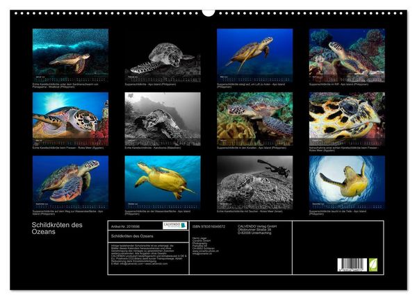 Produktbild: Schildkr&ouml;ten des Ozeans (Wandkalender 2026 DIN A2 quer), CALVENDO Monatskalender