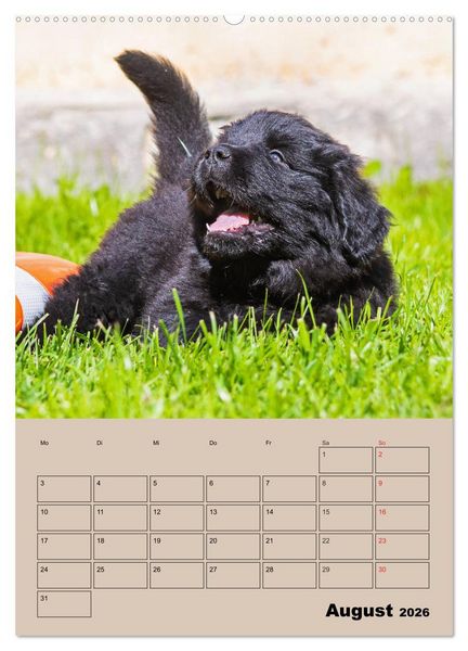 Produktbild: Familienplaner Neufundl&auml;nder Welpen (Wandkalender 2026 DIN A2 hoch), CALVENDO Monatskalender