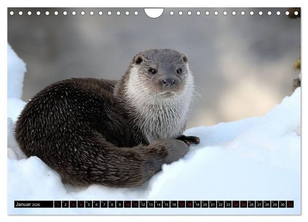 Produktbild: Fischotter, flinke J&auml;ger (Wandkalender 2026 DIN A4 quer), CALVENDO Monatskalender
