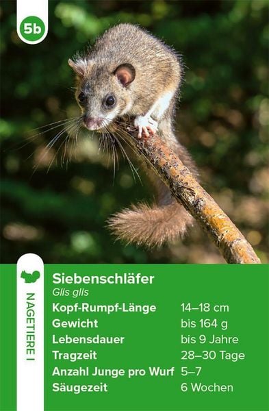 Produktbild: Einheimische S&auml;ugetiere &ndash; das Quartett-Spiel