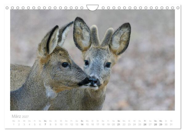 Produktbild: Rehwild 2027 (Wandkalender 2027 DIN A4 quer), CALVENDO Monatskalender