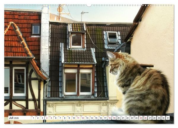 Produktbild: M&uuml;nster Miezen - &uuml;ber den D&auml;chern (Wandkalender 2026 DIN A2 quer), CALVENDO Monatskalender
