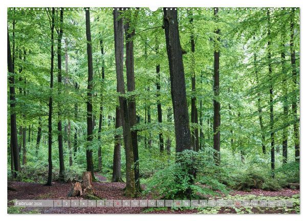 Produktbild: Teutoburger Wald - Natur und Kultur (Wandkalender 2026 DIN A2 quer), CALVENDO Monatskalender