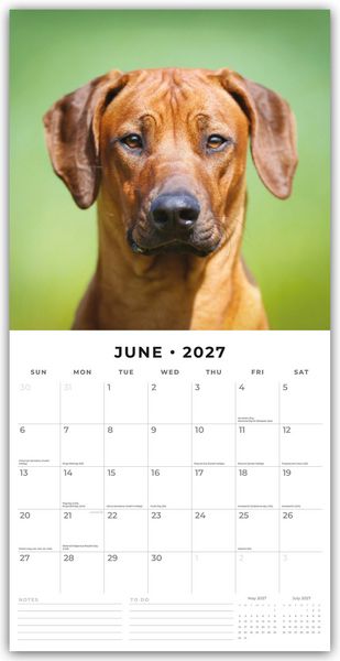 Produktbild: Rhodesian Ridgebacks &ndash; Rhodesian Ridgeback 2027 &ndash; 16-Monatskalender