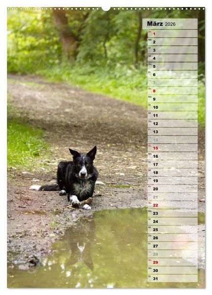 Produktbild: Mein Border Collie (hochwertiger Premium Wandkalender 2026 DIN A2 hoch), Kunstdruck in Hochglanz
