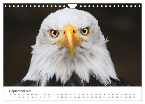 Produktbild: GREIFVOGEL- UND EULENPORTR&Auml;TS (Wandkalender 2026 DIN A4 quer), CALVENDO Monatskalender