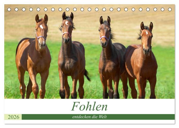 Produktbild: Fohlen entdecken die Welt (Tischkalender 2026 DIN A5 quer), CALVENDO Monatskalender