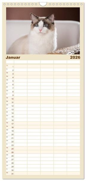 Produktbild: Familienplaner 2026 - Zauberhafte Ragdolls mit 5 Spalten (Wandkalender, 21 x 45 cm) CALVENDO