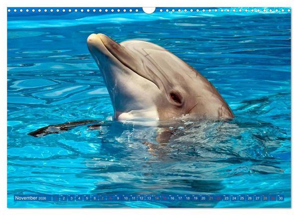 Produktbild: Delfine - elegant und intelligent (Wandkalender 2026 DIN A3 quer), CALVENDO Monatskalender