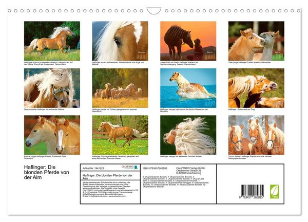 Produktbild: Haflinger: Die blonden Pferde von der Alm (Wandkalender 2026 DIN A3 quer), CALVENDO Monatskalender