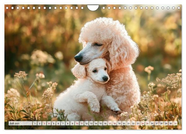 Produktbild: Lieblingshund Pudel (Wandkalender 2027 DIN A4 quer), CALVENDO Monatskalender