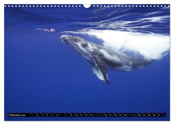 Produktbild: A Whale of a Year (Wall Calendar 2026 DIN A3 landscape), CALVENDO 12 Month Wall Calendar