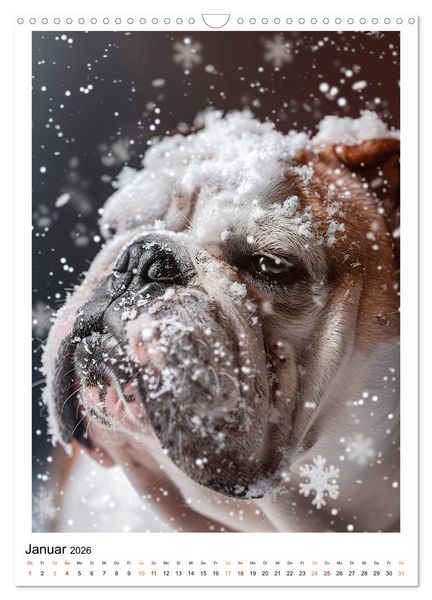 Produktbild: Englische Bulldogge - sanfter Kumpel (Wandkalender 2026 DIN A3 hoch), CALVENDO Monatskalender