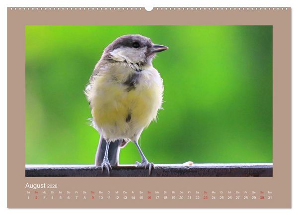 Produktbild: Vogelportr&auml;ts - Heimische V&ouml;gel auf meinem Balkon (Wandkalender 2026 DIN A2 quer), CALVENDO Monatskalender