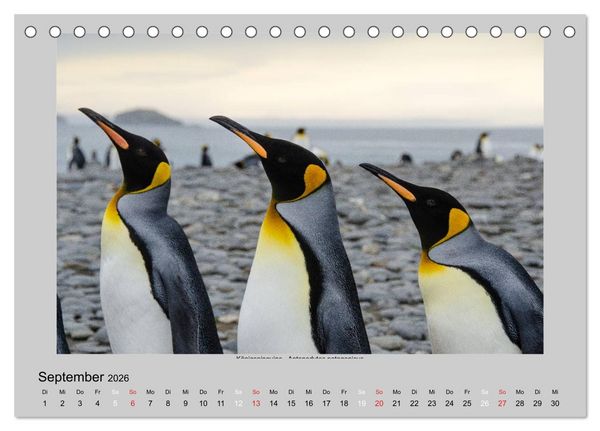 Produktbild: Tierleben in der Antarktis (Tischkalender 2026 DIN A5 quer), CALVENDO Monatskalender