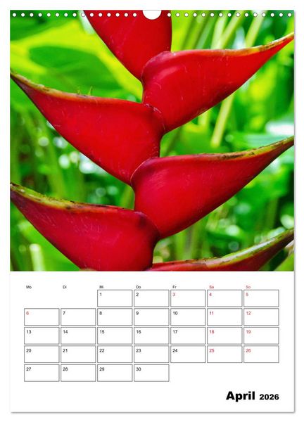 Produktbild: Karibik pur - mit Charme und Zauber (Wandkalender 2026 DIN A3 hoch), CALVENDO Monatskalender