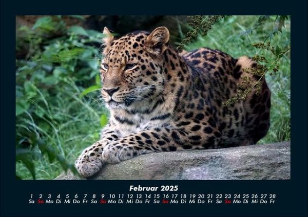 Produktbild: Tierkalender 2025 Fotokalender DIN A4