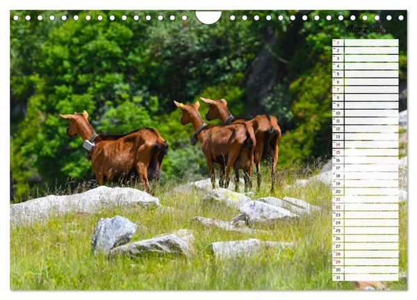 Produktbild: Ziegenfreude (Wandkalender 2026 DIN A4 quer), CALVENDO Monatskalender