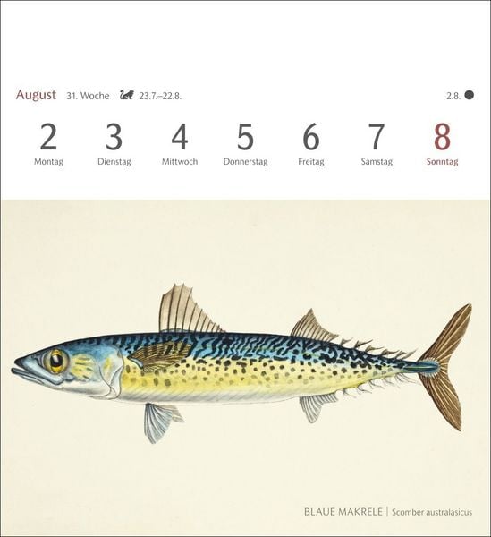 Produktbild: Fische Postkartenkalender 2027 - Postkartenkalender mit 53 historischen Zeichnungen
