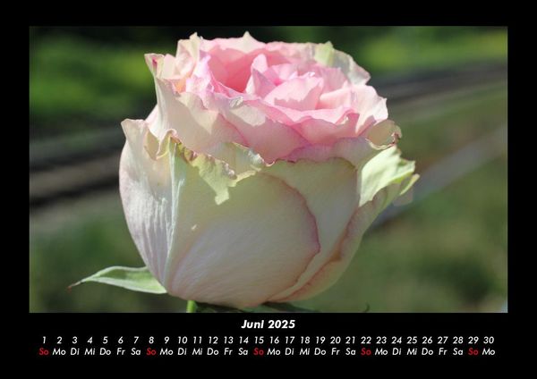 Produktbild: Blumenzauber 2025 Fotokalender DIN A3