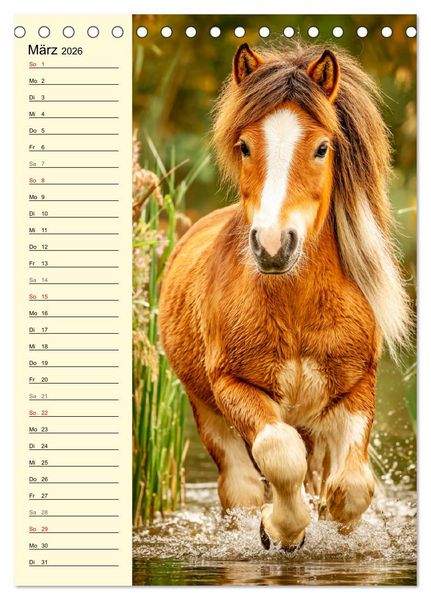 Produktbild: Zauber der Ponys. Kleine Pferde in der Natur (Tischkalender 2026 DIN A5 hoch), CALVENDO Monatskalender
